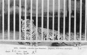 Jaguar, Félis onca (Amérique) - 1908