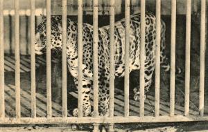 Le Jaguar