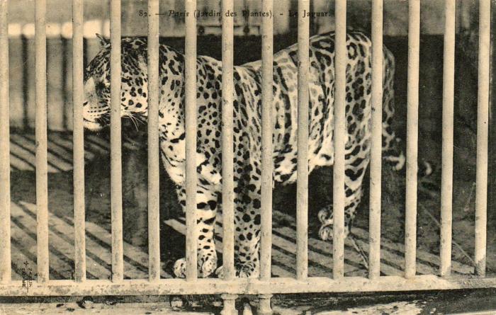 Le Jaguar