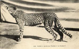 Le Guépard