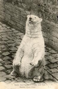 Fosse aux ours - Martin, l'ours blanc