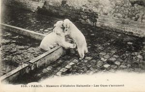 Les ours s'amusent