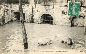 Les Ours blancs - 1910