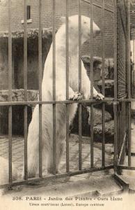 Ours blanc, Ursus maritimus - Europe Centrale