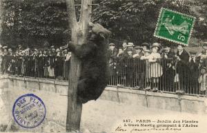 L'ours Martin grimpant à l'arbre