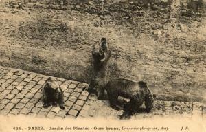 Ours bruns, Ursus arctos (Europe sept., Asie)