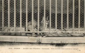 Caracal . Felis caracal - Asie australe et Afrique
