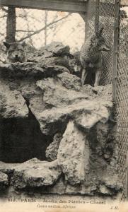 Chacal. Canis anthus - Afrique - 1907