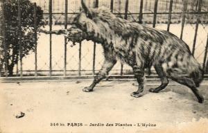 L'Hyène