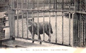 Loup commun (Europe)