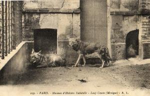 Loup Coyote (Mexique)
