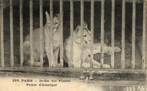 Pumas d'Amérique