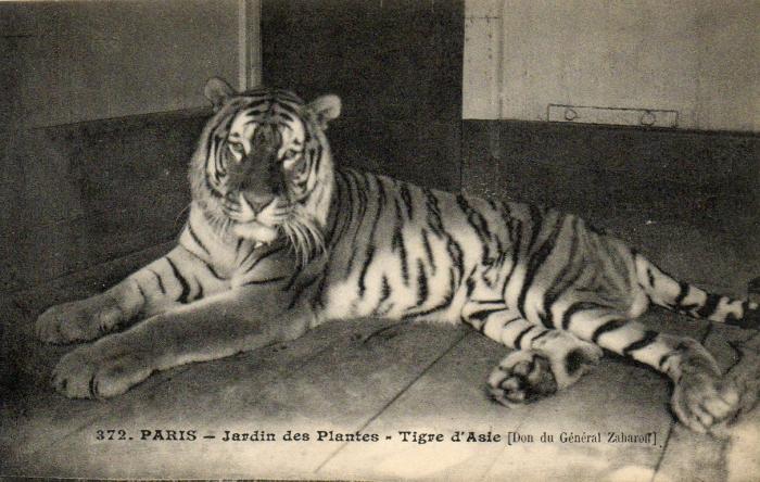 Tigre d'Asie (Don du Général Zaharoff)