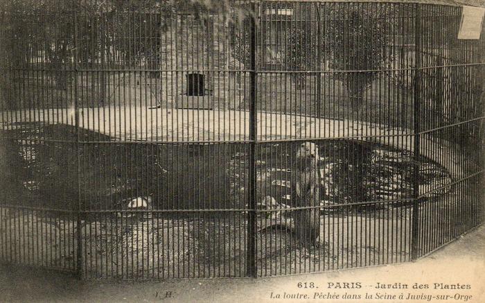 La loutre. Pêchée dans la Seine à Juvisy-sur-Orge