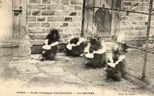 Les Skunks