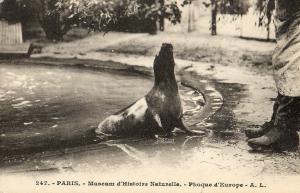 Phoque d'Europe