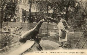 Repas de l'Otarie
