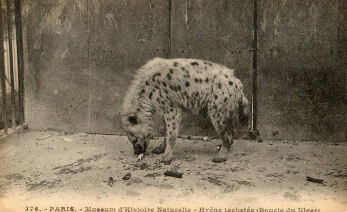 Hyène tachetée (Boucle du Niger)