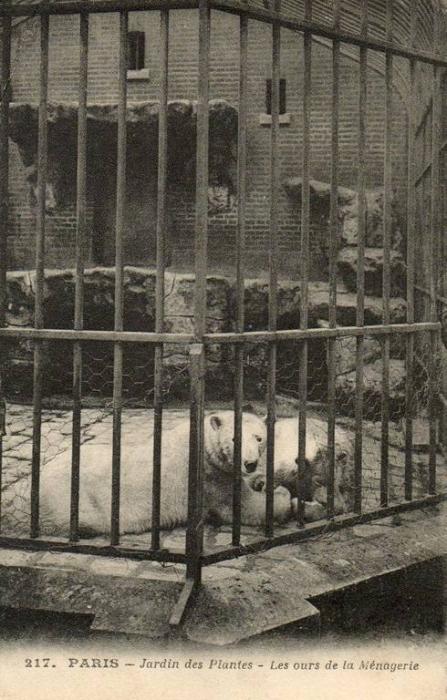 Les ours de la Ménagerie