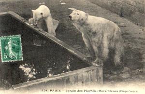 Ours blancs (Europe Centrale)