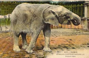 Eléphant blanc