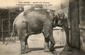 L'Eléphant "Houtch" demandant la porte