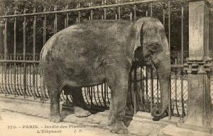 L'Eléphant