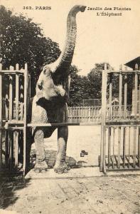 L'Eléphant