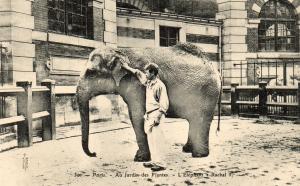 L'Eléphant "Rachel "