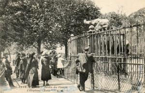 LEléphant "Tobie"