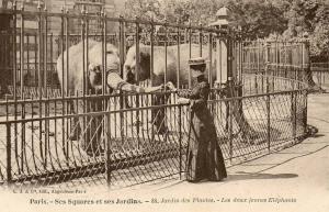 Les deux jeunes Eléphants