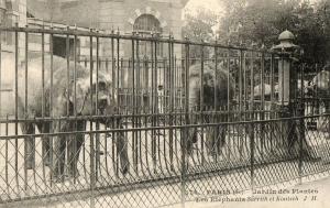 Les Eléphants "Sarrith" et "Koutsch"
