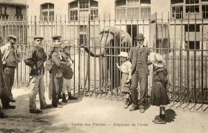 Eléphant de l'Inde
