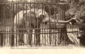 Le Grand Eléphant