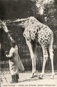Girafe d'Abyssinie