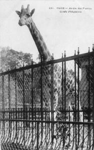 Girafe d'Abyssinie