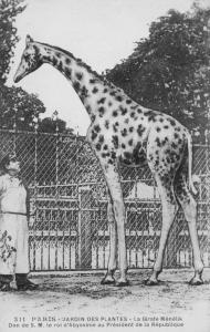 La Girafe "Ménélik", Don de S. M. le roi d'Abyssinie