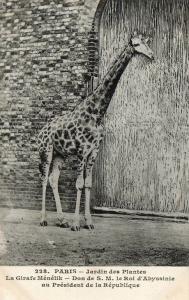 La Girafe "Ménélik", Don de S. M. le roi d'Abyssinie