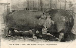 Couple d'Hippopotame
