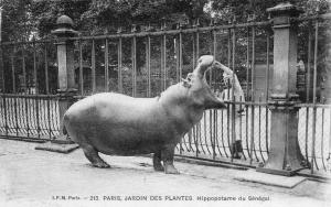 Hippopotame du Sénégal