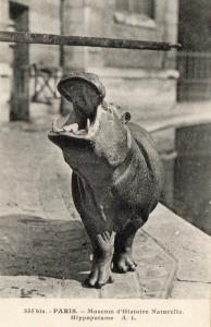 Hippopotame