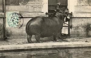 "Kako" qui devora son gardien le 17 Juillet 1903