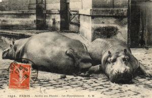 Les Hippopotames - 1918