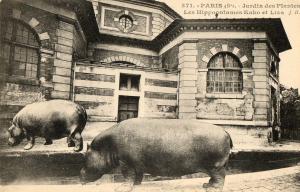 Les Hippopotames "Kako" et "Liza"