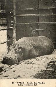 L'hippopotame "Kako"