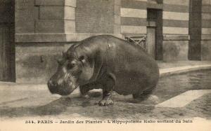 L'hippopotame "Kako" sortant du bain