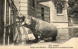 L'hippopotame sortant du bain