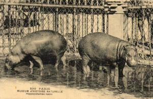Hippopotames nains