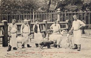 Le repas de l'Hippopotame "Marius", né le 15 Août 1907