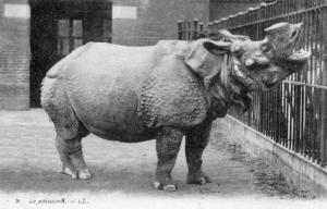 Le rhinocéros